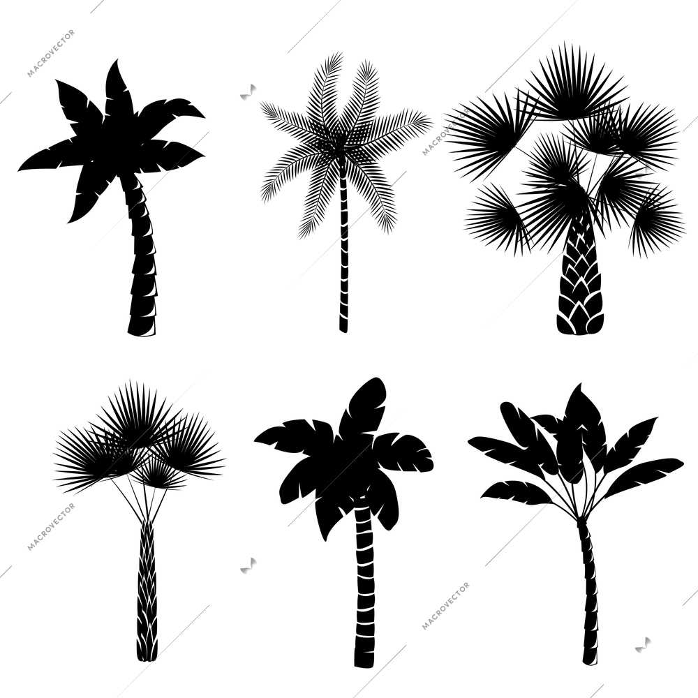 Decorative palm trees collection isolated vector illustration