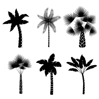 Decorative palm trees collection isolated vector illustration