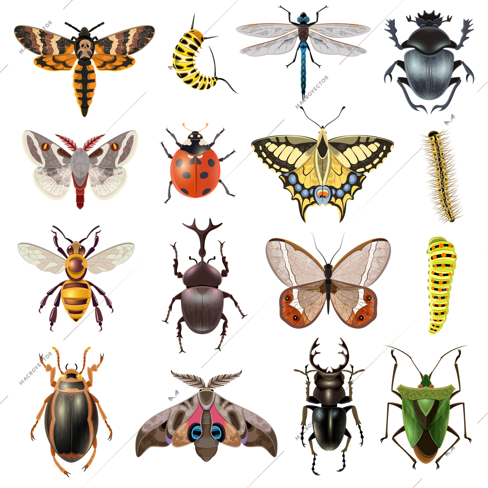 Insects realistic icons set with butterfly and beetles isolated vector illustration