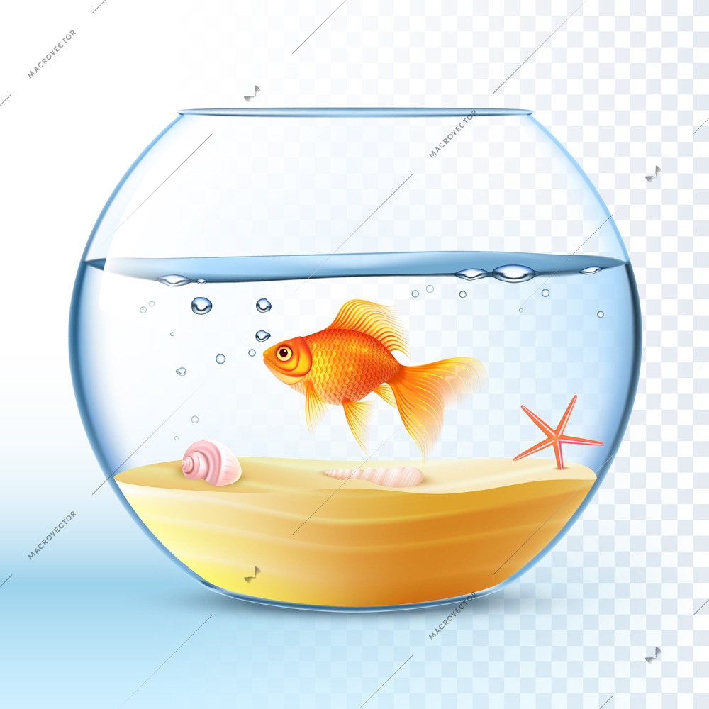 Goldfish swimming in round fishbowl with shell and starfish on the sand bottom poster abstract vector illustration