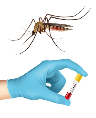 Realistic mosquito and human hand in medical glove holding blood sample vector illustration