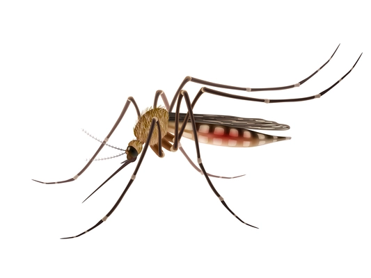 Realistic tropical fever zika virus transmitter mosquito isolated on white background vector illustration