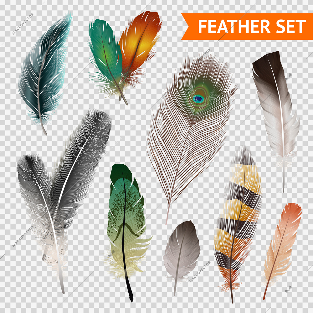 Bird feathers realistic set on transparent background isolated vector illustration