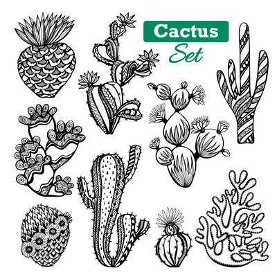 Decorative different types of cactus icons set with thorns black white sketch isolated vector illustration