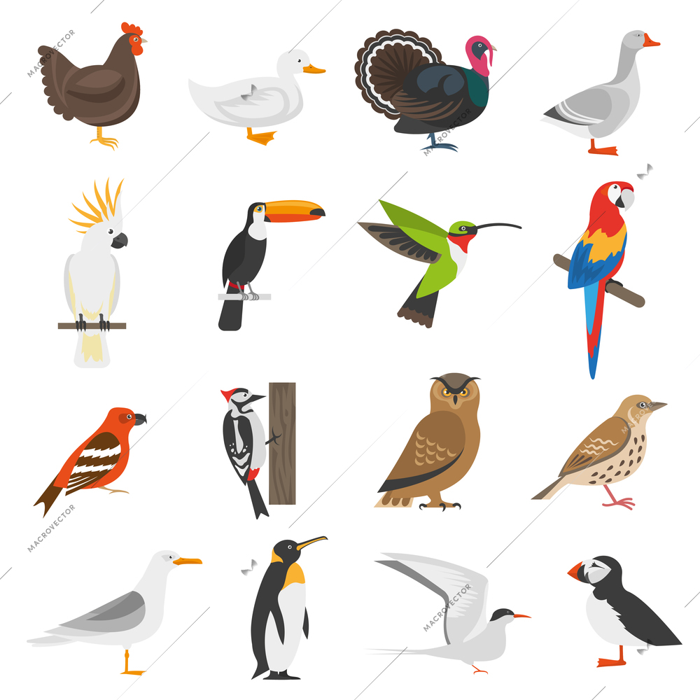 Bird flat color icons set of penguin woodpecker parrot owl turkey goose chicken duck isolated vector illustration