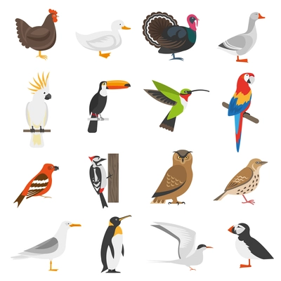 Bird flat color icons set of penguin woodpecker parrot owl turkey goose chicken duck isolated vector illustration