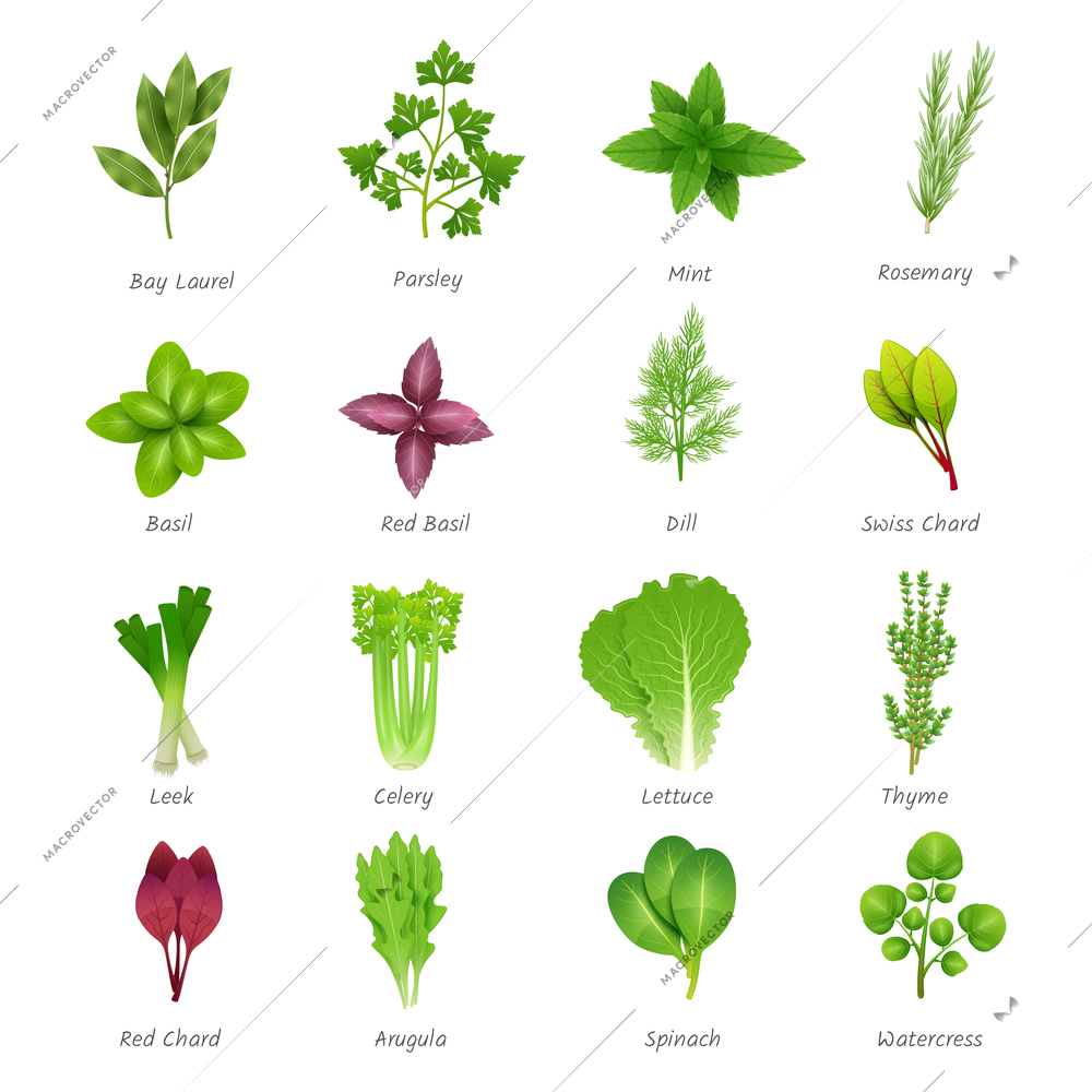 Icons set of different special herbs wich using in cooking with titles realistic isolated vector illustration