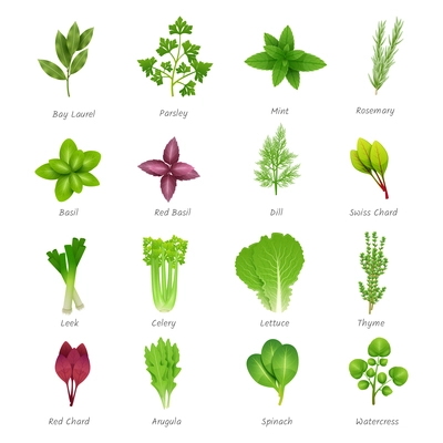 Icons set of different special herbs wich using in cooking with titles realistic isolated vector illustration