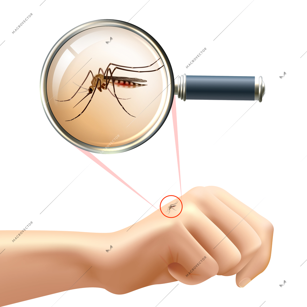 Realistic composition with human hand and mosquito in magnifying glass zoom vector illustration