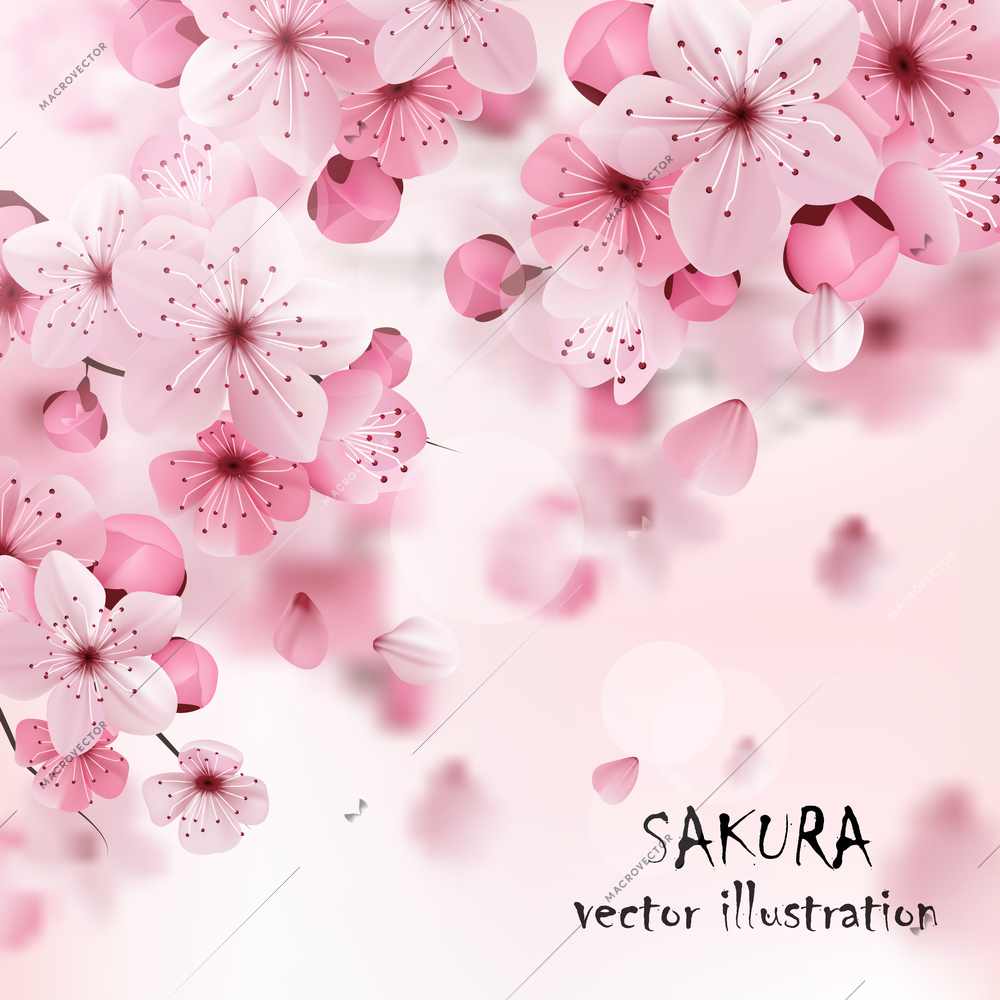 Beautiful print with blossoming dark and light pink sakura flowers and title vector illustration