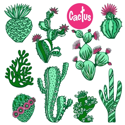 Color hand drawn cactus succulent house plants decorative icons set isolated vector illustration