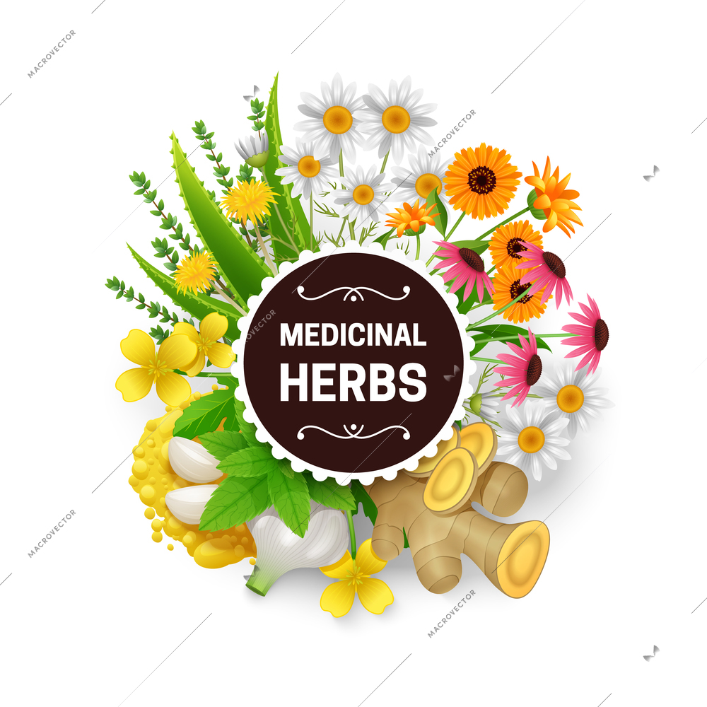 Medicinal natural healing plants and herbs decorative frame with dandelion echinacea mustard and garlic abstract vector illustration