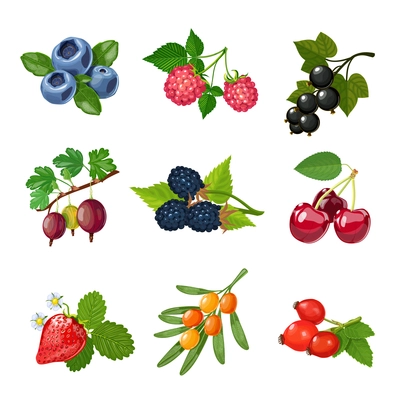 Berries of trees and shrubs set with green leaves isolated vector illustration