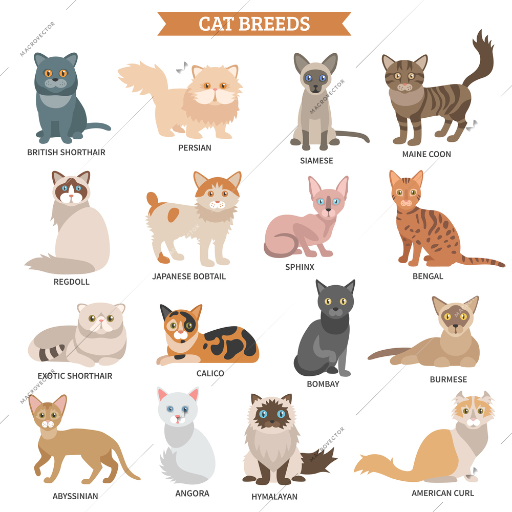 Cat breed flat icons set with cute animal characters isolated vector illustration