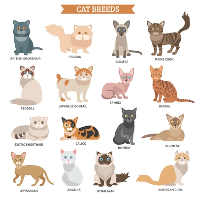 Cat breed flat icons set with cute animal characters isolated vector illustration