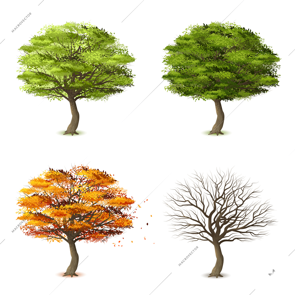 Trees in four seasons realistic decorative icons set isolated vector illustration