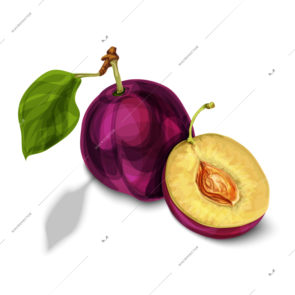 Blue natural organic sweet plum fruit sliced in half with seed leaves and yellow juicy meat isolated hand drawn sketch vector illustration