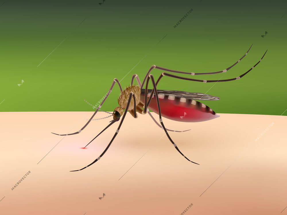 Realistic 3d mosquito sucking blood on human body vector illustration