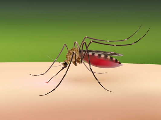 Realistic 3d mosquito sucking blood on human body vector illustration