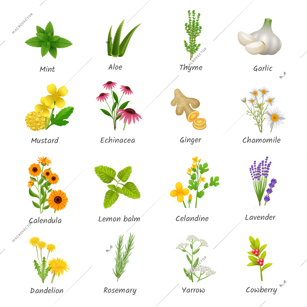 Healing herbs and medicinal plants flat icons collection with ginger chamomile and garlic abstract isolated vector illustration