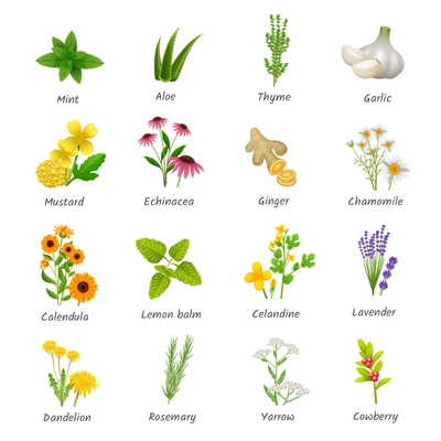 Healing herbs and medicinal plants flat icons collection with ginger chamomile and garlic abstract isolated vector illustration