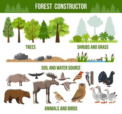 Forest constructor poster with trees shrubs and grass animals and birds source packs flat isolated vector illustration