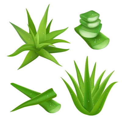 Aloe vera plant realistic set with cut pieces isolated vector illustration