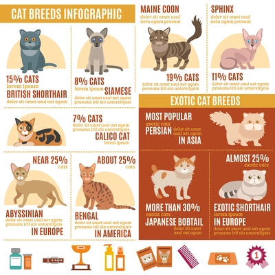 Cats infographics set with exotic breed icons and pet care elements vector illustration