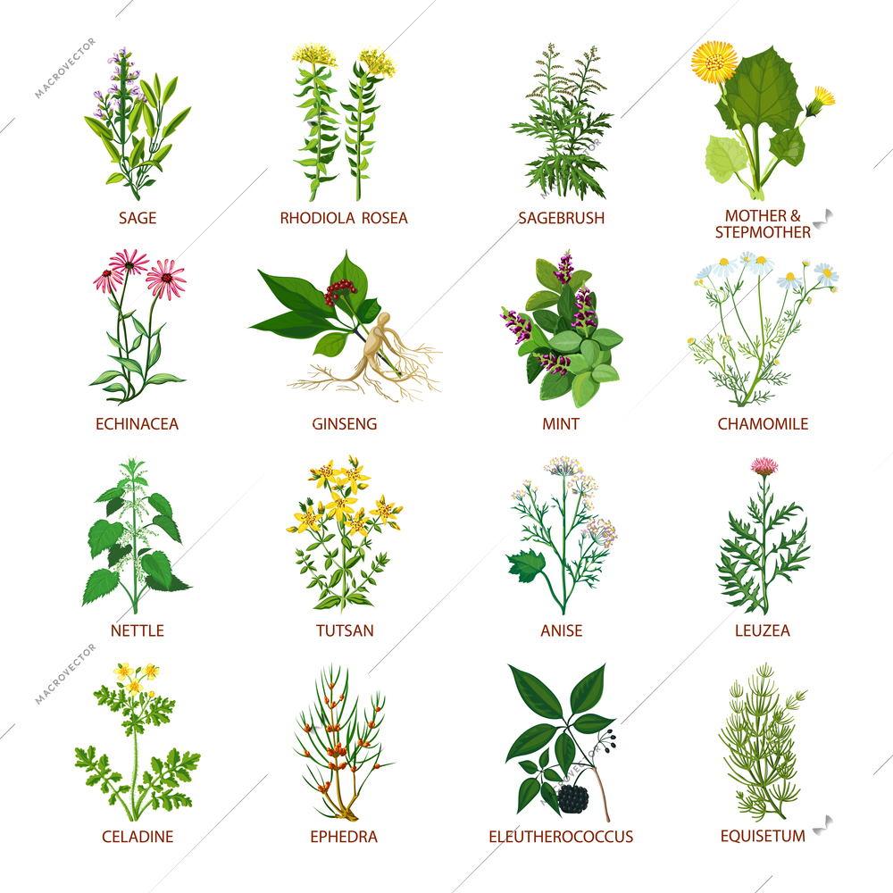 Set of color flat icons healing herbs with name using in medicinal practice and phytotherapy vector illustration