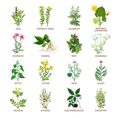 Set of color flat icons healing herbs with name using in medicinal practice and phytotherapy vector illustration