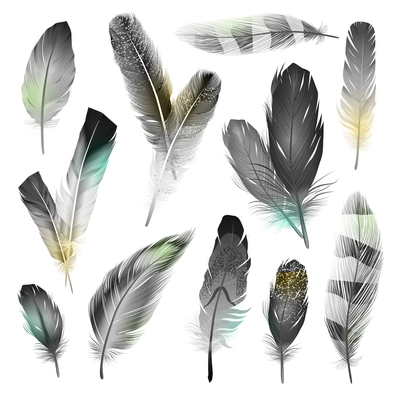 Bird black and white realistic feathers set  isolated vector illustration