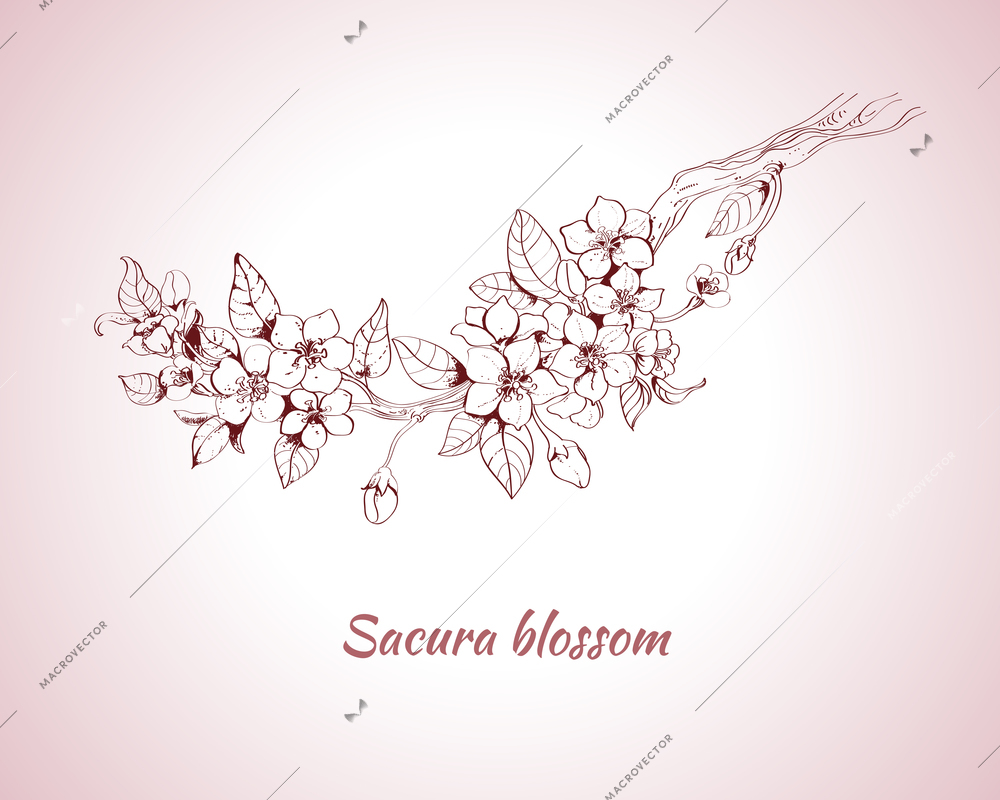 Sakura blossom decorative print on pink background sketch vector illustration