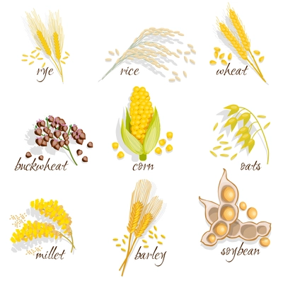 Cereals icon set with rye rice wheat corn oats millet soybean ear of grain vector illustration