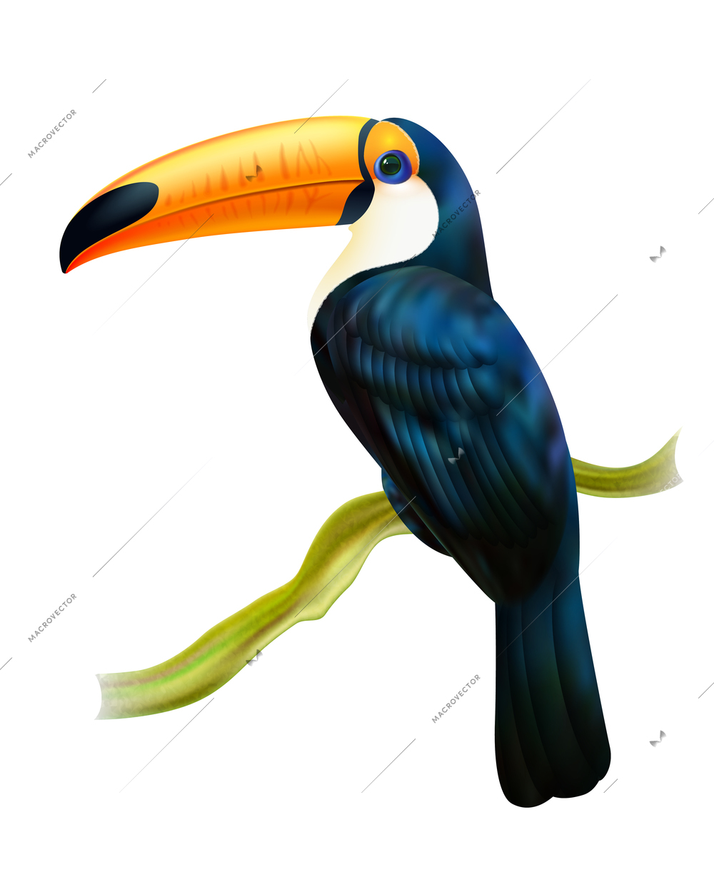 Tropical rainforest fauna toucan bird sitting on a twig colorful realistic image with white background vector illustration