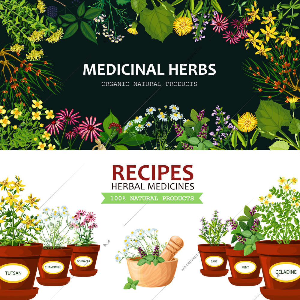 Color horizontal banners with title depicting medicinal herbs in clay mortar and recipes vector illustration