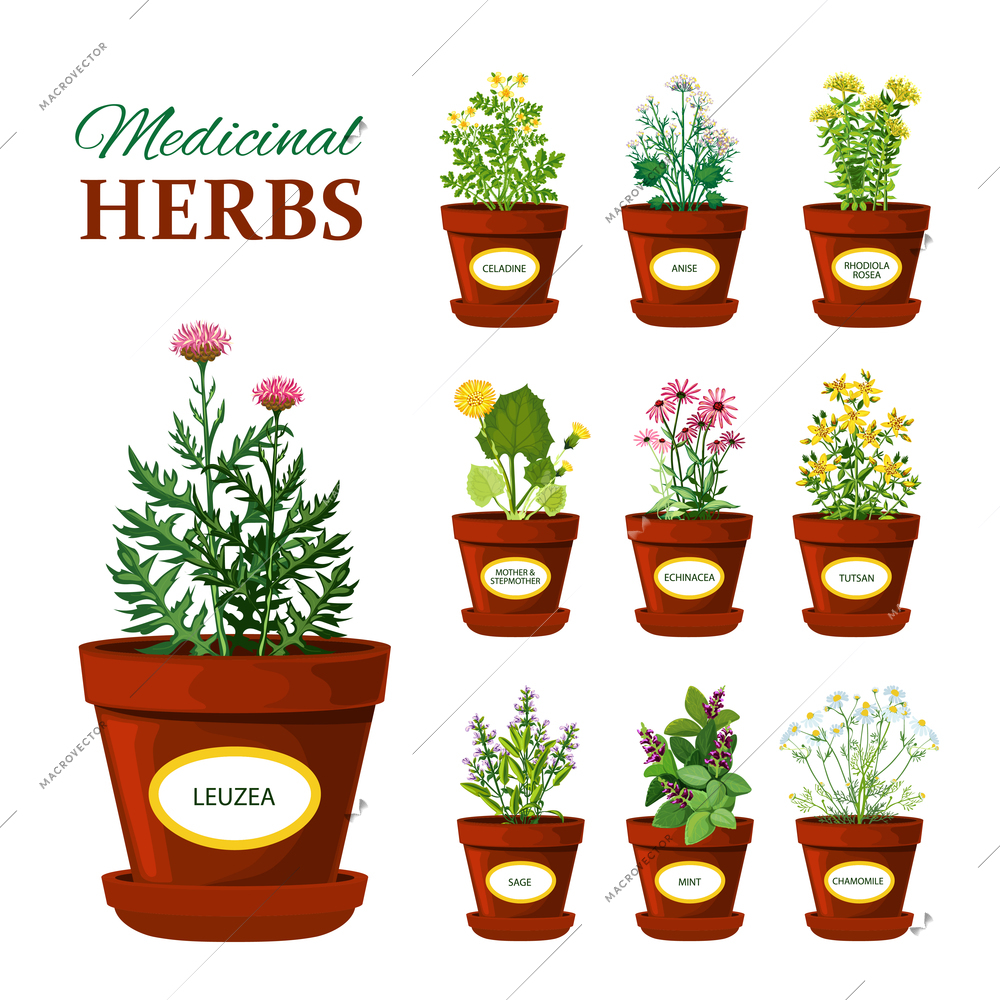 Set of medical herbs in pots with labels of leuzea sage mint mother and stepmother tutsan echinacea isolated vector illustration