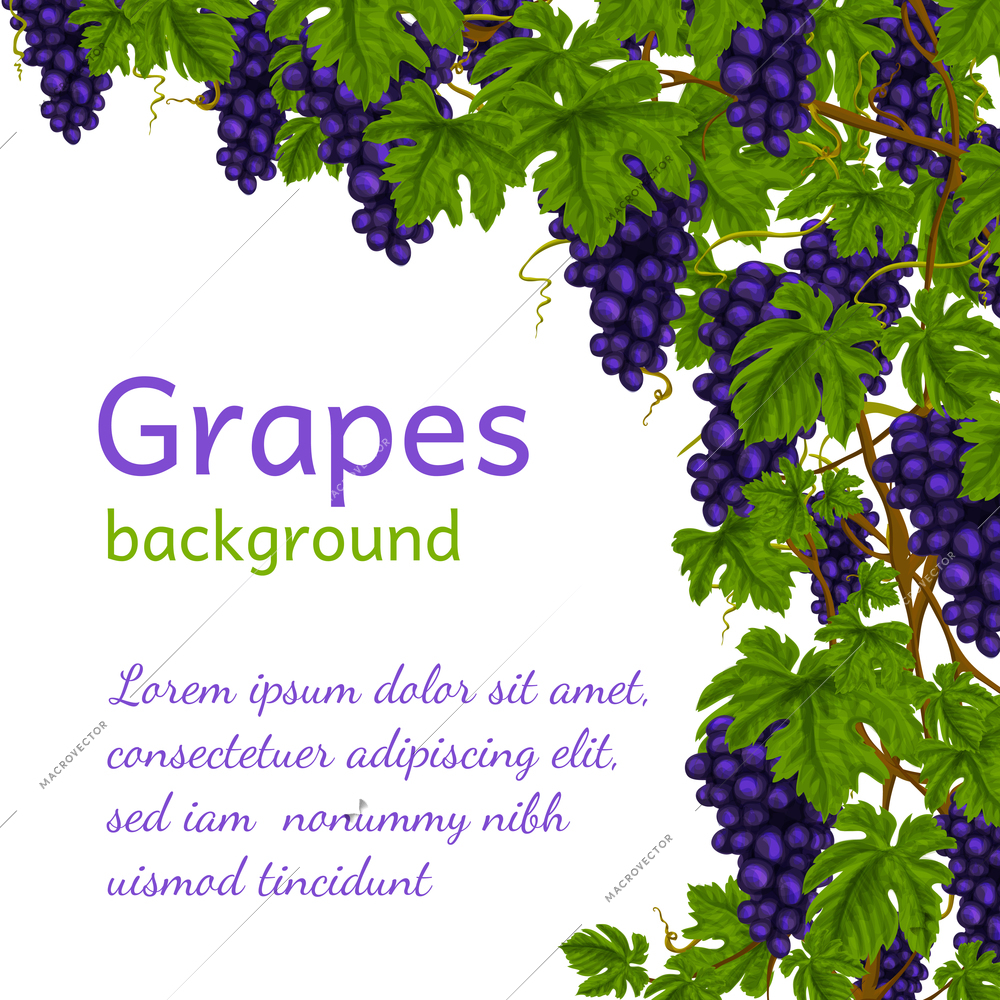 Wine grapes clusters with leaves decoration background wallpaper vector illustration