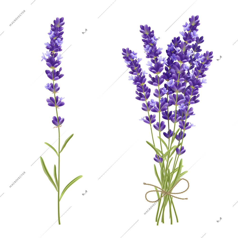 Fresh cut fragrant lavender plant flowers bunch and single 2 realistic icons set isolated vector illustration