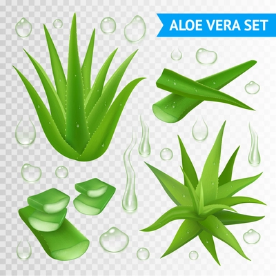 Aloe vera medicinal plant leaves cuttings and juice drops elements collection on transparent background realistic vector illustration