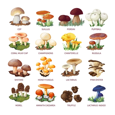 Colorful forest wild collection of assorted edible mushrooms and toadstools with names in cartoon style isolated vector illustration