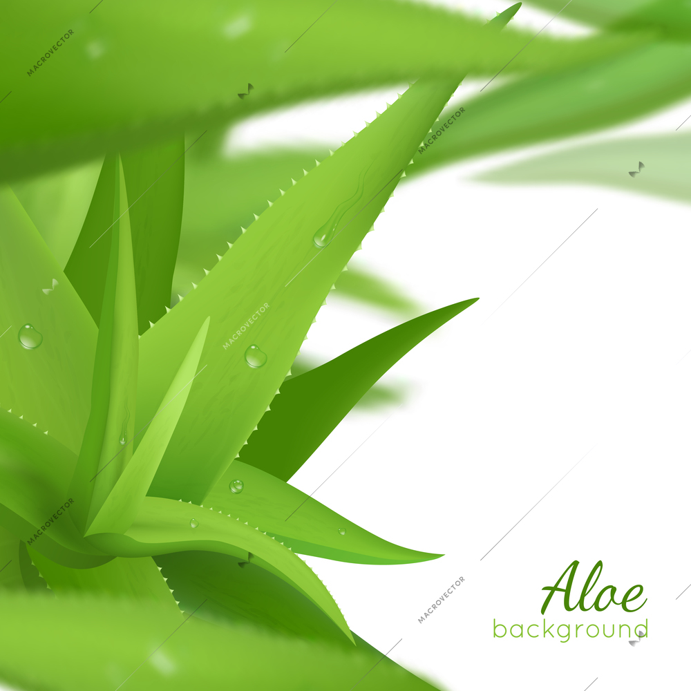 Fresh green aloe vera leaves on white background with text realistic vector illustration