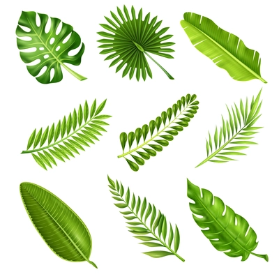 Collection of green decorative elements in realistic style showing different shapes of tropical palm tree branches on white background isolated vector illustration