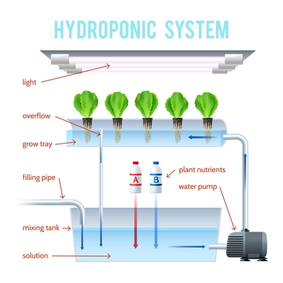 Hydroponics Colored Infographic method of growing plants on artificial environments without soil and explain how vector illustration