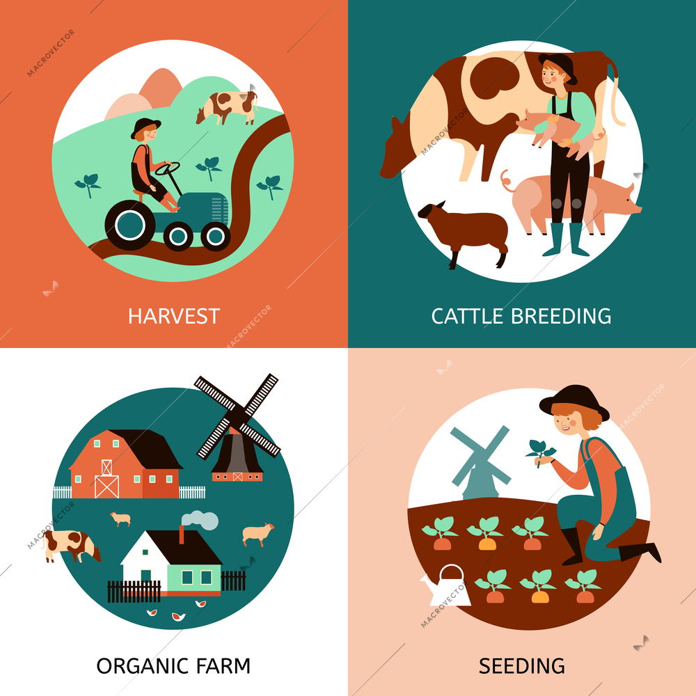 Organic farm 4 flat icons square banner with cattle breeding sowing and harvesting abstract isolated vector illustration