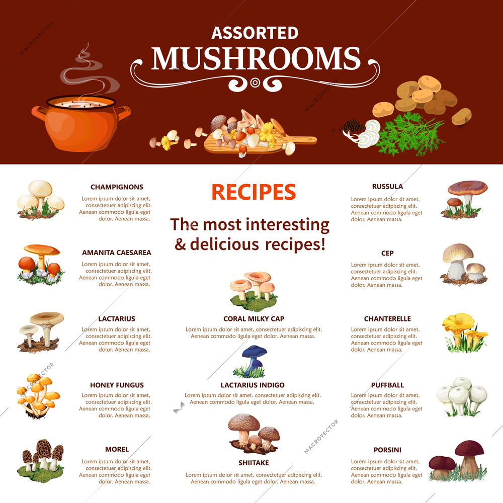 Assorted  mushrooms infographics flat layout with visual information about different edible species and most interesting and delicious recipes vector illustration