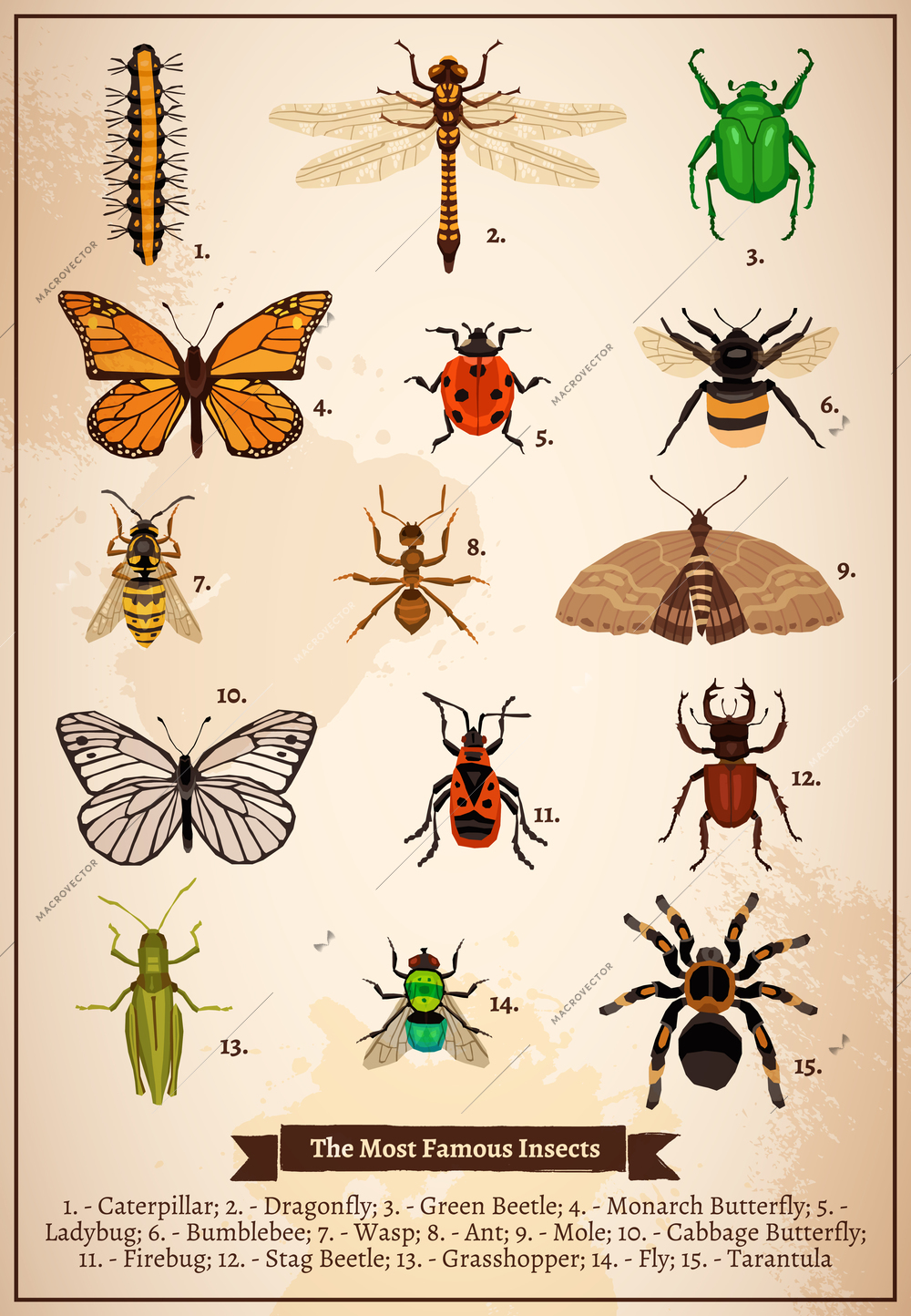 Vintage book page poster with set of different most famous insects drawn in doodle style vector illustration