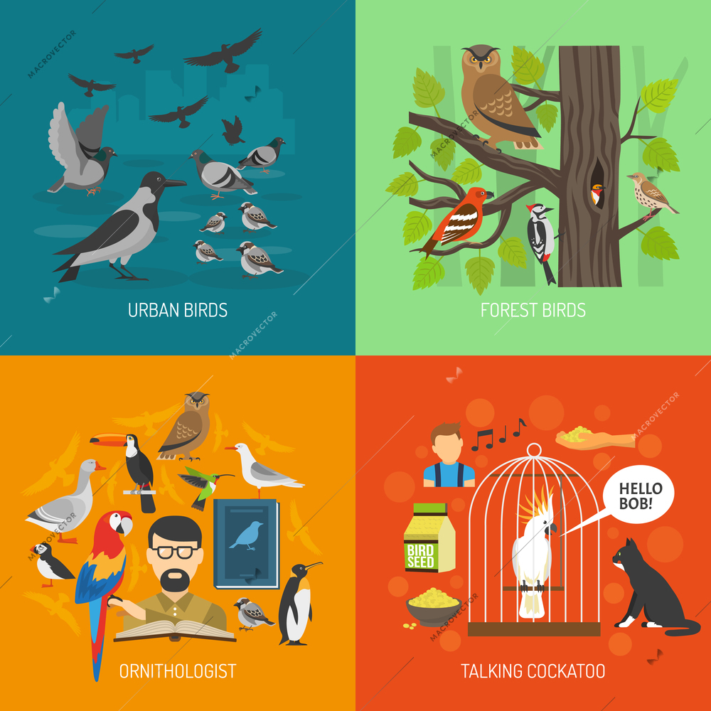 Bird 2x2 images concept presenting urban and forest bird ornithologist and talking cockatoo flat vector illustration