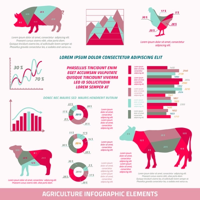 Agriculture infographics flat design elements of livestock chicken cow pig sheep and chart vector illustration