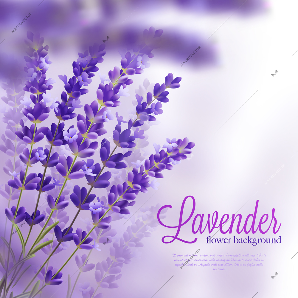 Beautiful background with few branchs of lavender flowers violet tons shades and title vector illustration