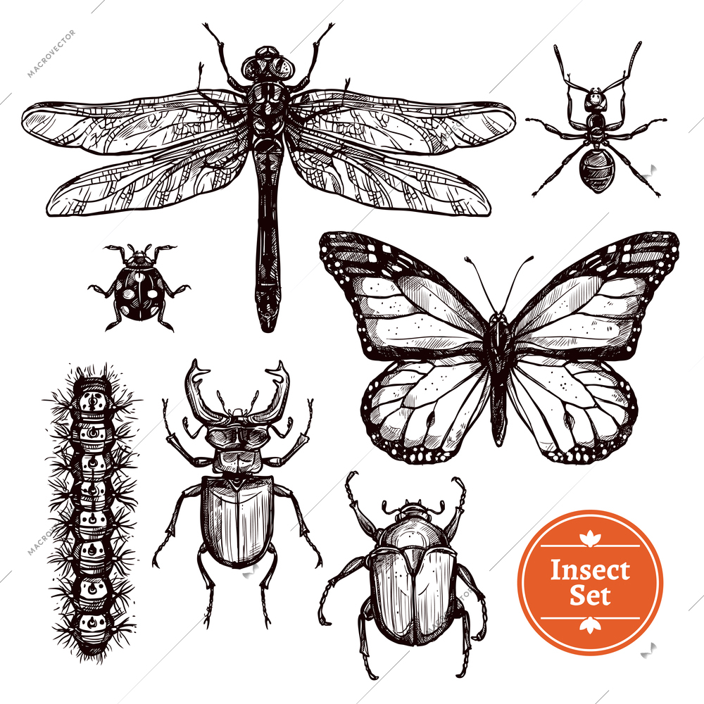 Images set of different insects from ant to butterfly in hand drawn sketch style isolated vector illustration